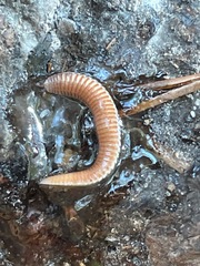 Polyzoniidae