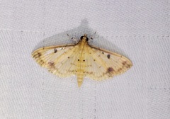 Herpetogramma cynaralis
