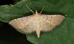 Herpetogramma rudis