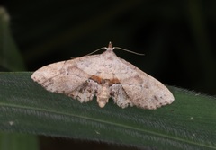 Hypenagonia