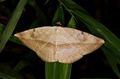 Hypopyra vespertilio