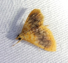 Mabra eryxalis