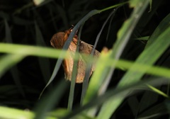Hypopyra vespertilio