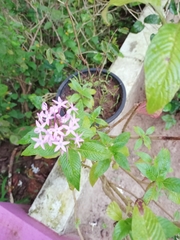 Pentas