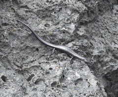 Cryptoblepharus ater