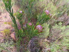 Leucadendron stelligerum