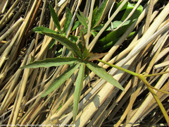 Cissus palmata