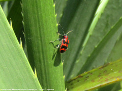Neolema aulica