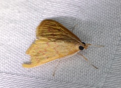 Thliptoceras sinensis