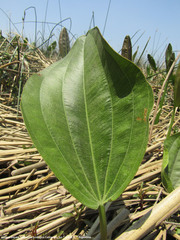 Echinodorus grandiflorus