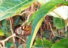 Athesis clearista