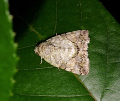 Blenina quinaria