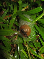 Quantula striata