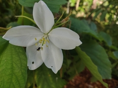 Bauhinia acuminata