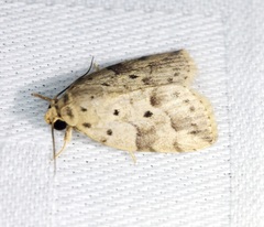 Giaura multipunctata