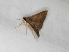 Hypospila bolinoides