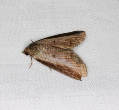 Lophoptera squammigera