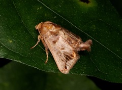 Phlossa conjuncta