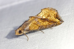 Plusiodonta coelonota