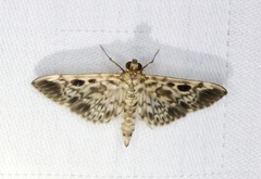 Rhimphaliodes macrostigma