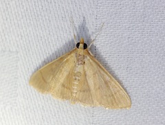 Thliptoceras formosanum