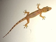 Hemidactylus mabouia