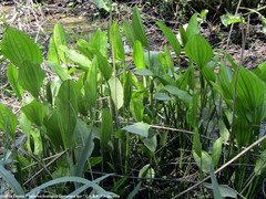 Echinodorus grandiflorus