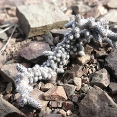 Anacampseros ustulata