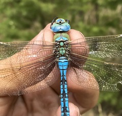 Anax imperator