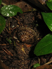 Cyclophorus malayanus