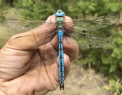 Anax imperator