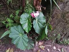 Begonia bracteosa