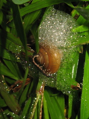 Quantula striata