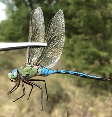 Anax imperator