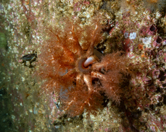 Cucumaria frondosa