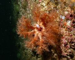 Cucumaria frondosa