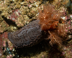 Cucumaria frondosa