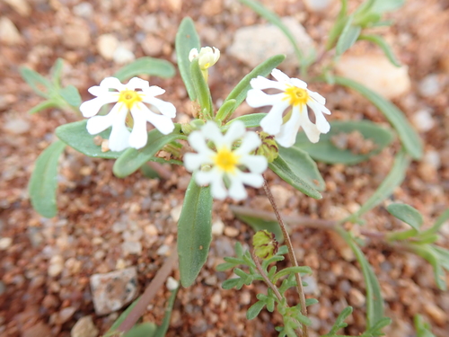 Image of Zaluzianskya affinis by no rights reserved