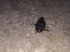 Cyphomyia albomaculata