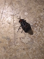 Cyphomyia albomaculata