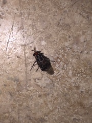 Cyphomyia albomaculata