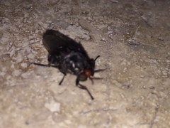 Cyphomyia albomaculata