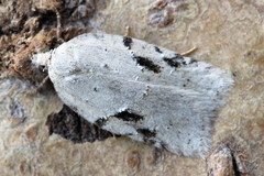 Acleris kochiella