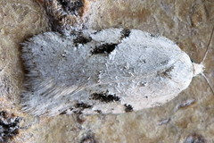 Acleris kochiella