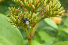 Homotrigona apicalis