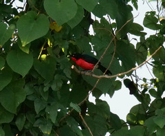 Laniarius erythrogaster