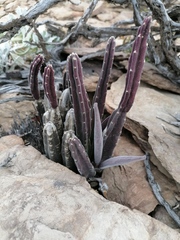 Stapelia rufa
