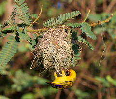 Ploceus castanops