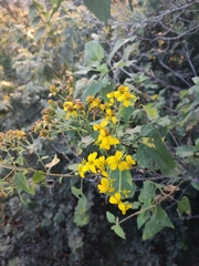 Dendroviguiera quinqueradiata