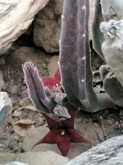 Stapelia rufa